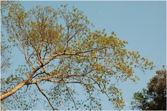 Tetrameles nudiflora